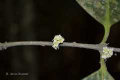 Microtropis wallichiana